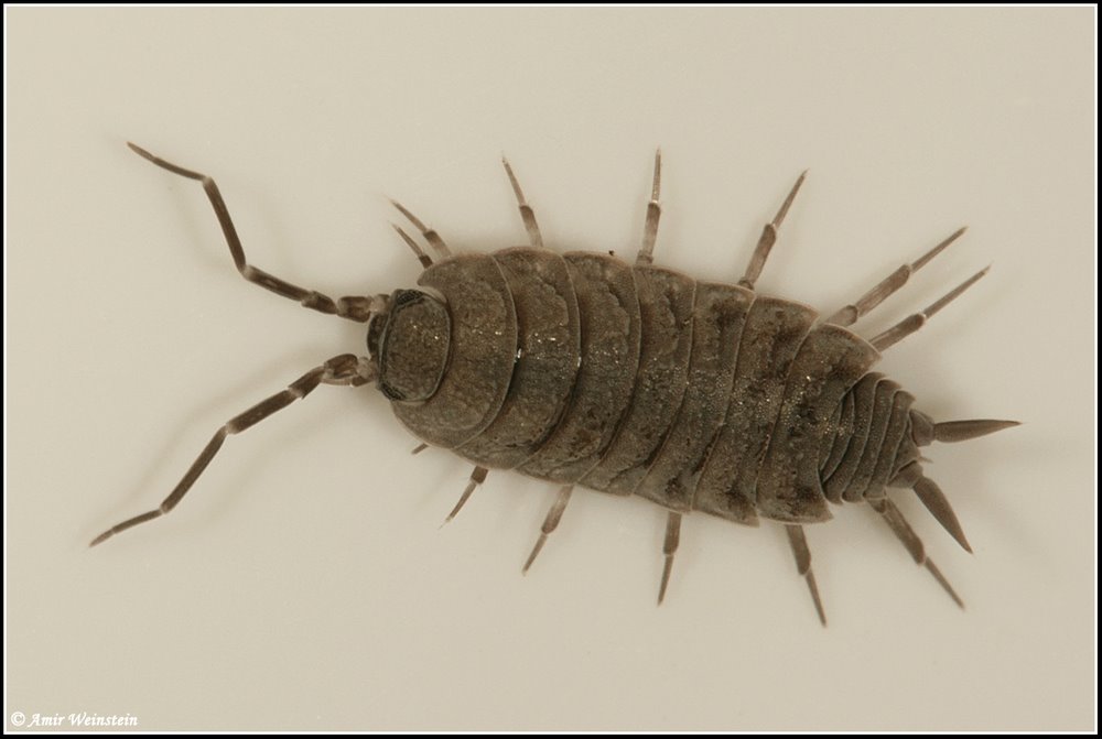 Isopoda d''Israele - Porcellionides pruinosus